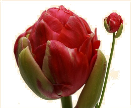 TULIPE RENOWN double FDF